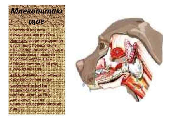 Млекопитаю щие В ротовой полости находятся язык и зубы. Языком звери определяют вкус пищи.