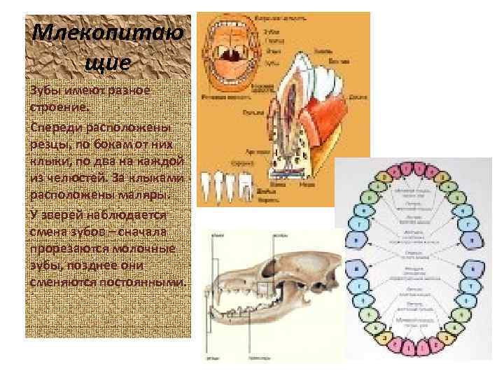 Млекопитаю щие Зубы имеют разное строение. Спереди расположены резцы, по бокам от них клыки,