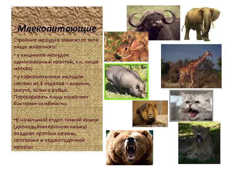 Млекопитающие Строение желудка зависит от типа пищи животного: • у хищников желудок однокамерный простой,
