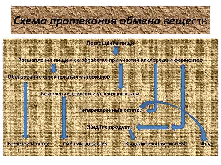 Схема протекания обмена веществ Поглощение пищи Расщепление пищи и ее обработка при участии кислорода