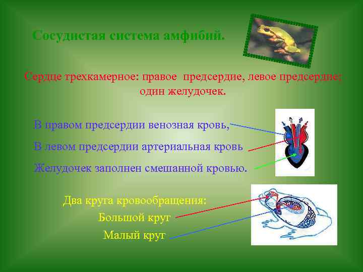 Сосудистая система амфибий. Сердце трехкамерное: правое предсердие, левое предсердие; один желудочек. В правом предсердии