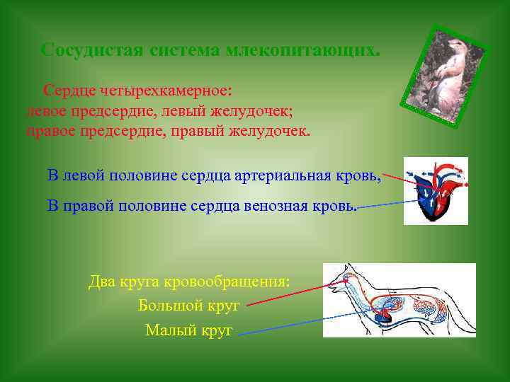 Сосудистая система млекопитающих. Сердце четырехкамерное: левое предсердие, левый желудочек; правое предсердие, правый желудочек. В