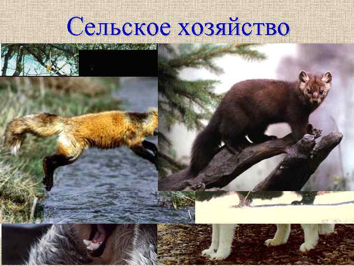 Сельское хозяйство С/х земли составляют 6% от площади района. Доля пашни в с/х угодьях