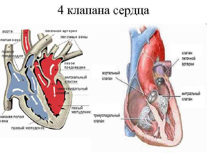 4 клапана сердца 