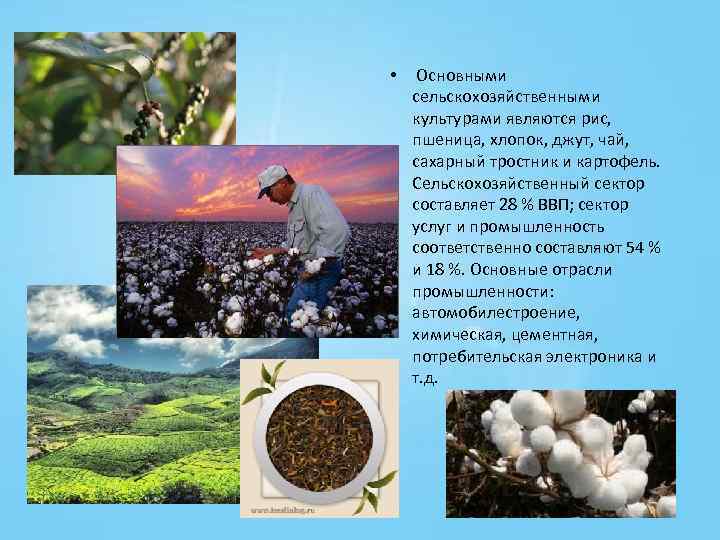  • Основными сельскохозяйственными культурами являются рис, пшеница, хлопок, джут, чай, сахарный тростник и