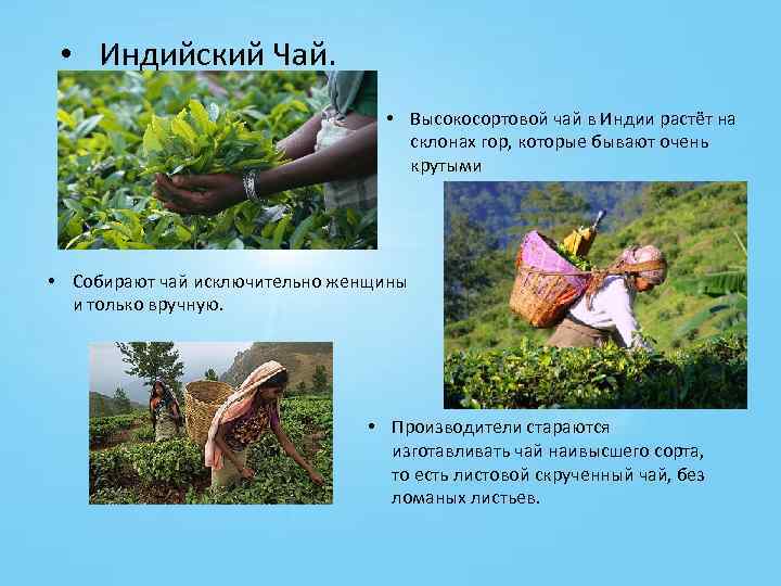  • Индийский Чай. • Высокосортовой чай в Индии растёт на склонах гор, которые