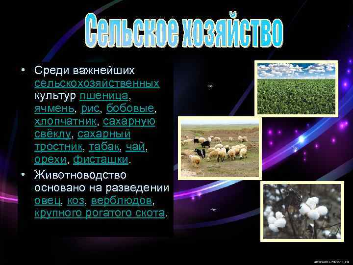  • Среди важнейших сельскохозяйственных культур пшеница, ячмень, рис, бобовые, хлопчатник, сахарную свёклу, сахарный