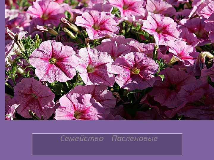 Класс Двудольные Семейство Пасленовые 