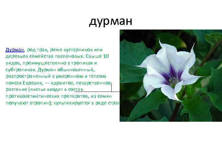 дурман Дурман, род трав, реже кустарников или деревьев семейства пасленовых. Свыше 10 видов, преимущественно