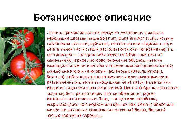 Ботаническое описание. Травы, прямостоячие или ползучие кустарники, а изредка небольшие деревья (виды Solanum, Dunalia