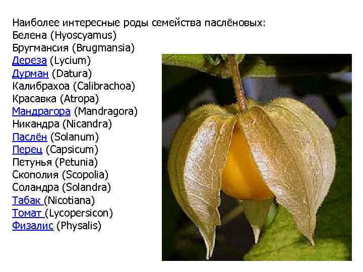 Наиболее интересные роды семейства паслёновых: Белена (Hyoscyamus) Бругмансия (Brugmansia) Дереза (Lycium) Дурман (Datura) Калибрахоа