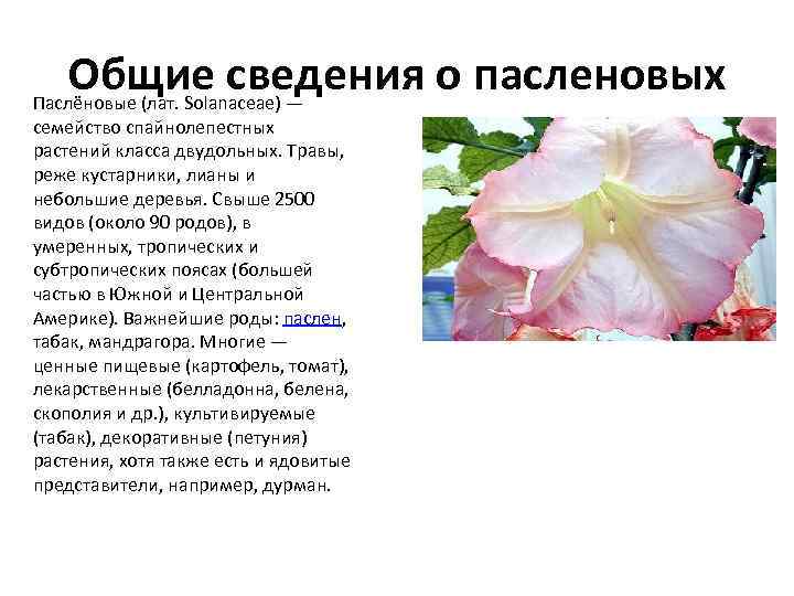 Общие сведения о пасленовых Паслёновые (лат. Solanaceae) — семейство спайнолепестных растений класса двудольных. Травы,