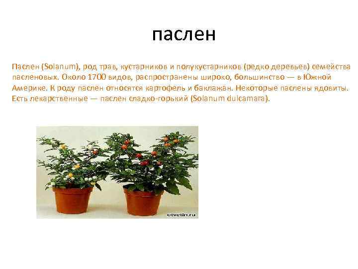 паслен Паслен (Solanum), род трав, кустарников и полукустарников (редко деревьев) семейства пасленовых. Около 1700