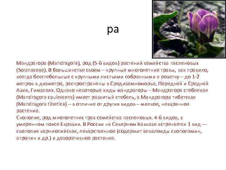 ра Мандрагора (Mandragora), род (5 -6 видов) растений семейства пасленовых (Solanaceae). В большинстве своем