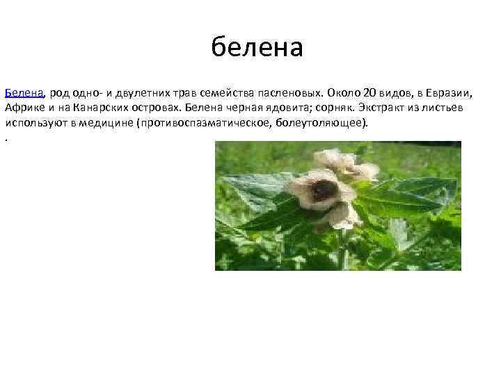белена Белена, род одно- и двулетних трав семейства пасленовых. Около 20 видов, в Евразии,