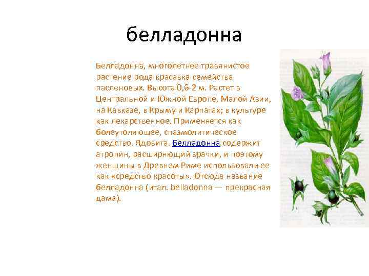 белладонна Белладонна, многолетнее травянистое растение рода красавка семейства пасленовых. Высота 0, 6 -2 м.
