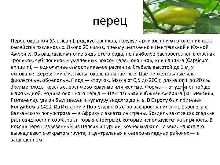 перец Перец овощной (Capsicum), род кустарников, полукустарников или многолетних трав семейства пасленовых. Около 20