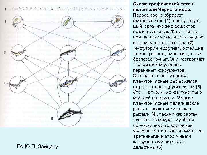 На схеме изображена трофическая структура хвойного леса