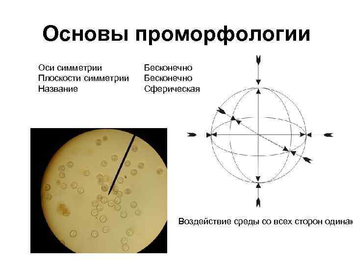 Основы проморфологии Оси симметрии Плоскости симметрии Название Бесконечно Сферическая Воздействие среды со всех сторон