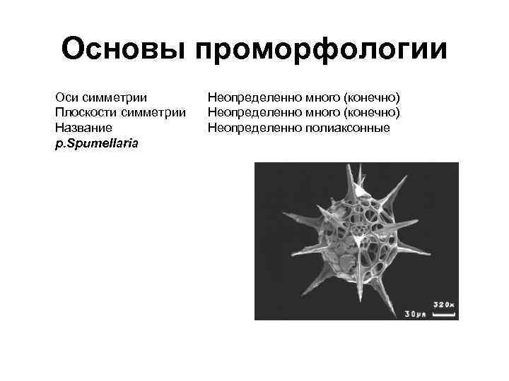 Основы проморфологии Оси симметрии Плоскости симметрии Название р. Spumellaria Неопределенно много (конечно) Неопределенно полиаксонные