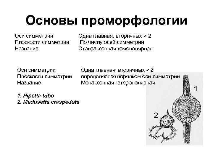 Основы проморфологии Оси симметрии Плоскости симметрии Название Одна главная, вторичных > 2 По числу