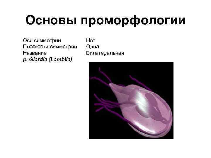 Основы проморфологии Оси симметрии Плоскости симметрии Название р. Giardia (Lamblia) Нет Одна Билатеральная 