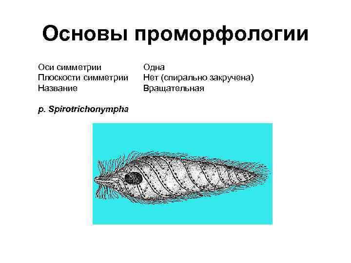 Основы проморфологии Оси симметрии Плоскости симметрии Название р. Spirotrichonympha Одна Нет (спирально закручена) Вращательная