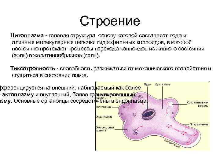 Строение Цитоплазма - гелевая структура, основу которой составляет вода и длинные молекулярные цепочки гидрофильных