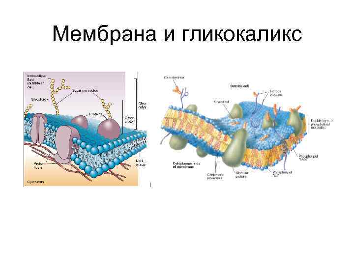 Что такое гликокаликс. Клеточная мембрана гликокаликс ЕГЭ. Плазматическая мембрана животных гликокаликс. Клеточная мембрана с гликокаликсом. Цитоплазматическая мембрана и гликокаликс.