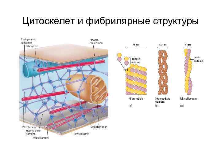 Цитоскелет и фибрилярные структуры 