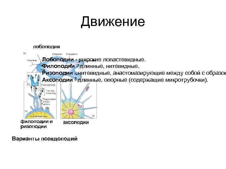 Движение Лобоподии - широкие лопастевидные. Филоподии - длинные, нитевидные. Ризоподии - нитевидные, анастомазирующие между