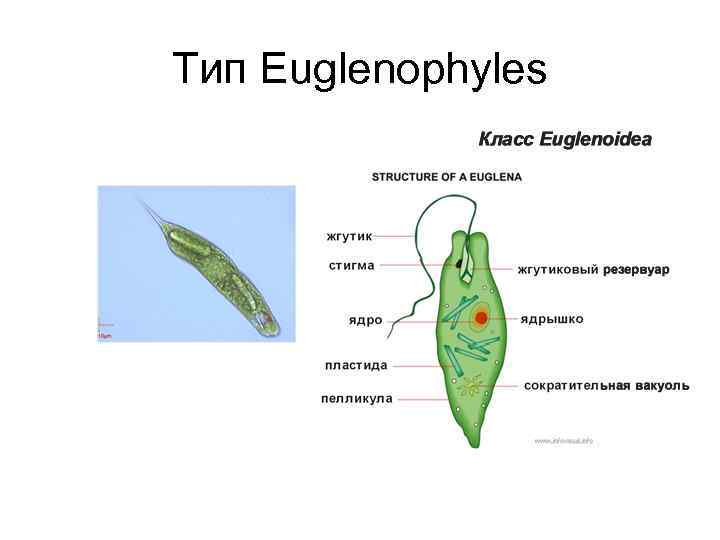 Тип Euglenophyles 