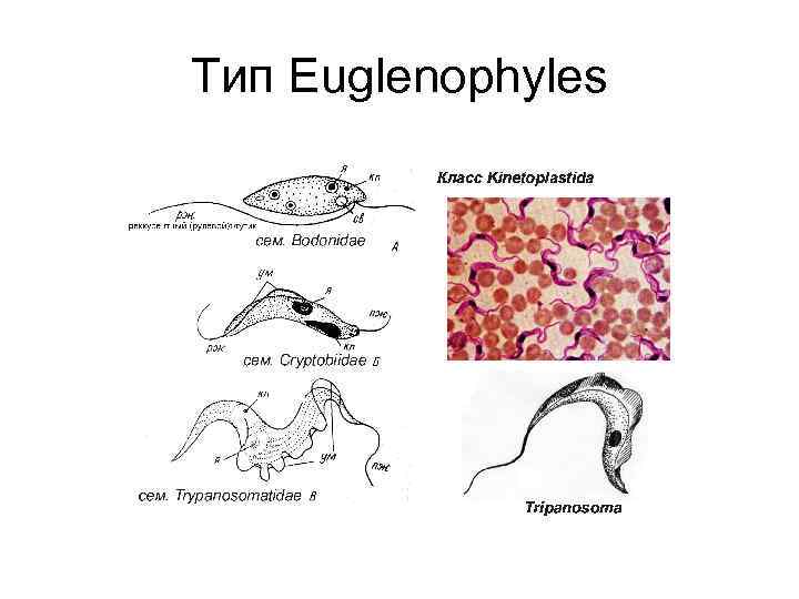 Тип Euglenophyles 