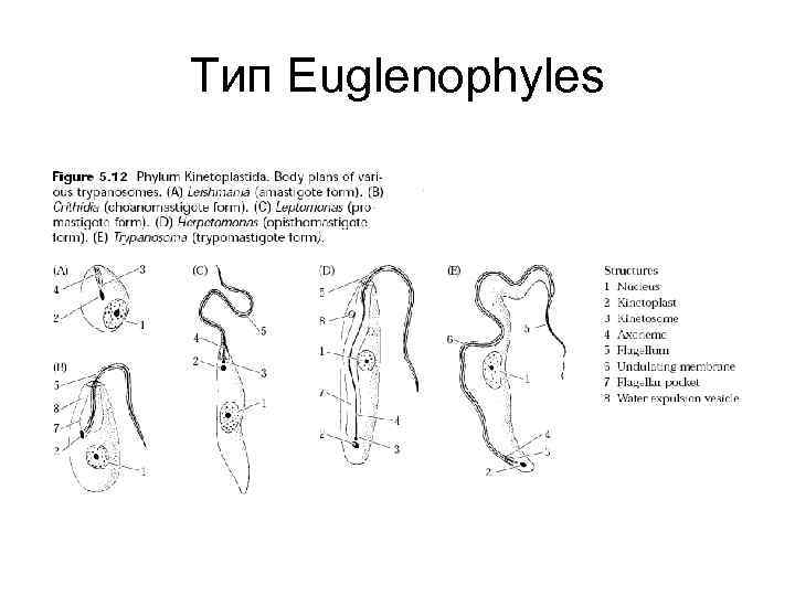 Тип Euglenophyles 