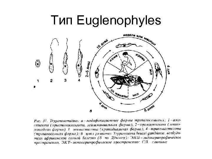 Тип Euglenophyles 