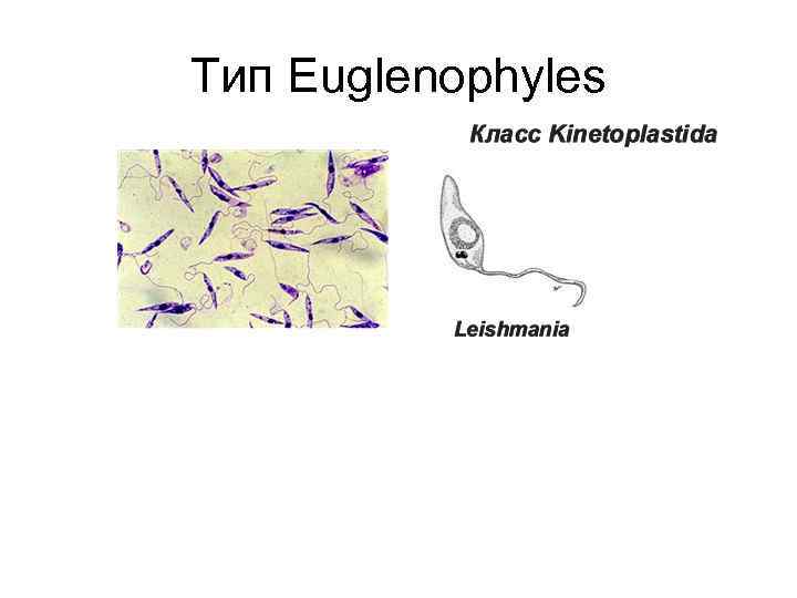 Тип Euglenophyles 