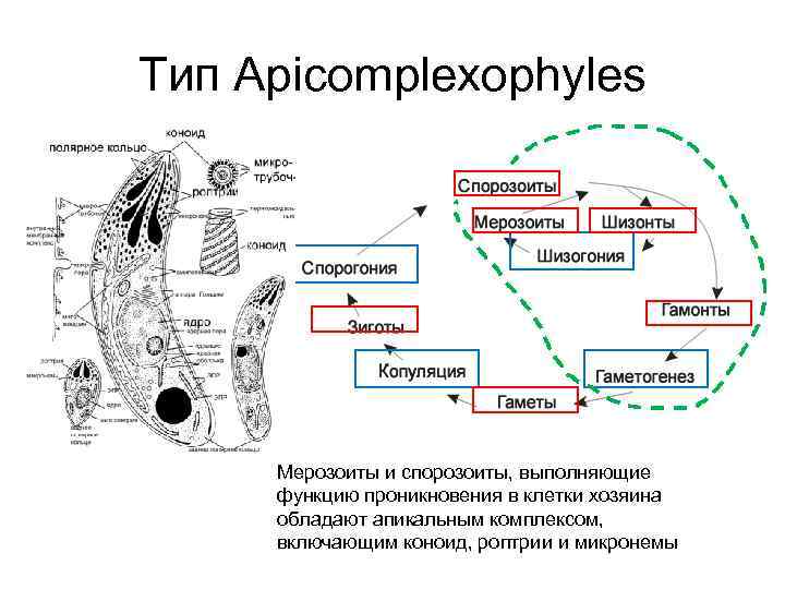 Тип Apicomplexophyles Мерозоиты и спорозоиты, выполняющие функцию проникновения в клетки хозяина обладают апикальным комплексом,