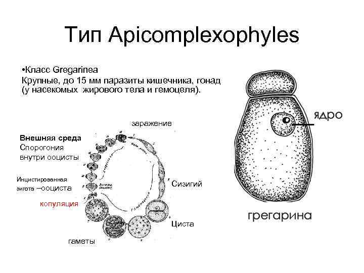 Тип Apicomplexophyles • Класс Gregarinea Крупные, до 15 мм паразиты кишечника, гонад (у насекомых