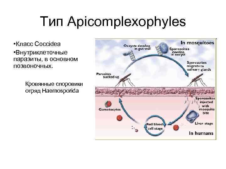 Тип Apicomplexophyles • Класс Coccidea • Внутриклеточные паразиты, в основном позвоночных. Кровянные споровики отряд