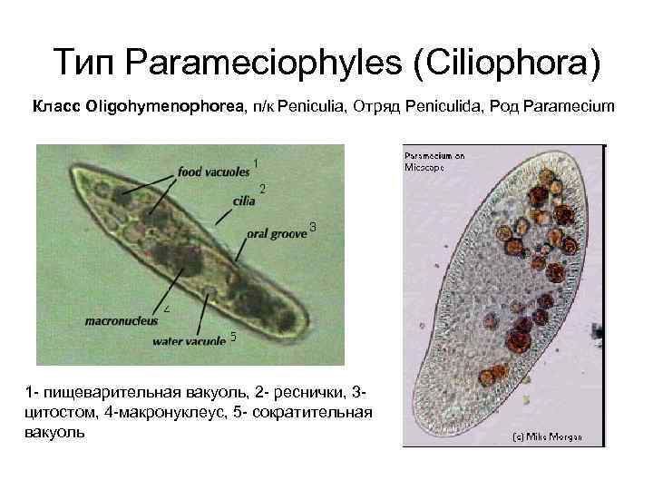 Тип Parameciophyles (Ciliophora) Класс Oligohymenophorea, п/к Peniculia, Отряд Peniculida, Род Paramecium 1 - пищеварительная