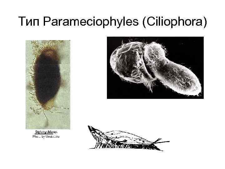 Тип Parameciophyles (Ciliophora) 