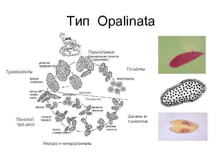 Тип Opalinata 