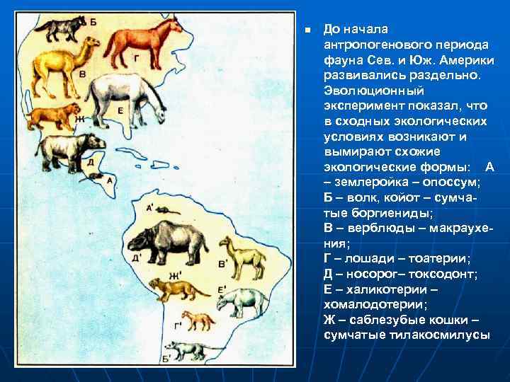 n До начала антропогенового периода фауна Сев. и Юж. Америки развивались раздельно. Эволюционный эксперимент