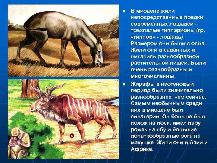 n n В миоцене жили непосредственные предки современных лошадей – трехпалые гиппарионы (гр. «гиппос»