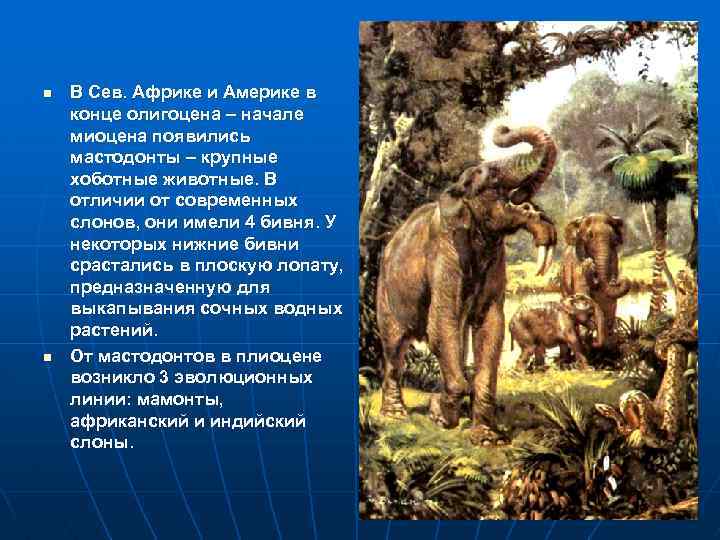 n n В Сев. Африке и Америке в конце олигоцена – начале миоцена появились