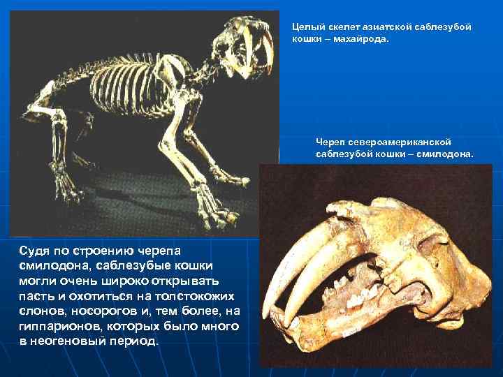 Целый скелет азиатской саблезубой кошки – махайрода. Череп североамериканской саблезубой кошки – смилодона. Судя