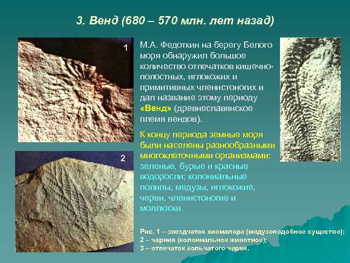 3. Венд (680 – 570 млн. лет назад) 1 2 М. А. Федоткин на