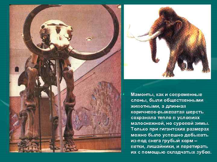  • Мамонты, как и современные слоны, были общественными животными, а длинная коричнево-рыжеватая шерсть