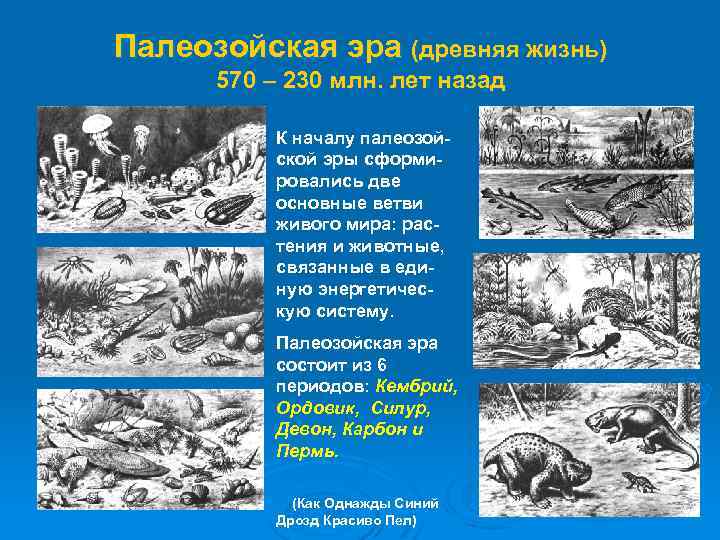 Палеозойская эра (древняя жизнь) 570 – 230 млн. лет назад К началу палеозойской эры