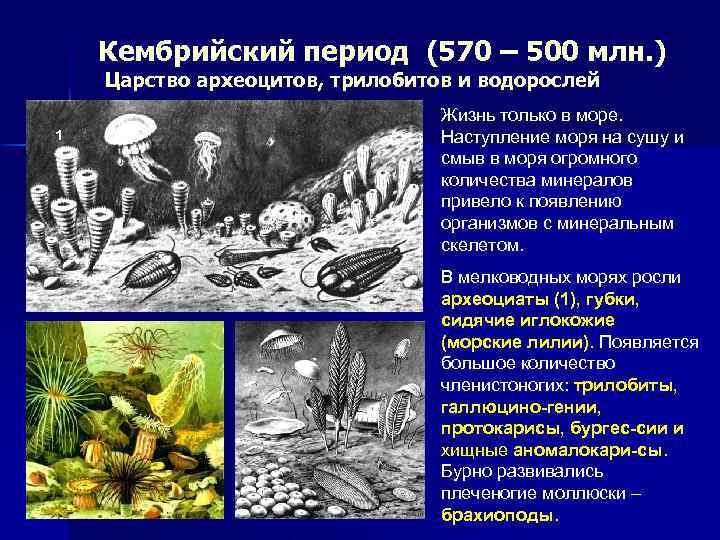 Кембрийский период (570 – 500 млн. ) Царство археоцитов, трилобитов и водорослей 1 Жизнь